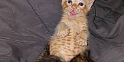 Ronald Paul Rp is registered to the contest to win money with this photo: animal, baby_animal, cat, close_up, cute, dark_cat, ears, feline, fur, gray_blanket, indoor, kitten, lying_down, orange_tabby, pet, playful, small, snuggling, soft_blanket, whiskers