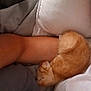 Ronald Paul Rp joined the competition — help win amazing prizes! kitten, cat, orange_cat, sleeping, curled_up, arm, human_arm, bed, blanket, comfort, cozy, nap, feline, fur, resting, indoor, close_up, soft, pet, cute