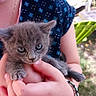 Oumi participe au concours pour gagner de l'argent avec cette photo : kitten, gray_cat, person, hands, bracelet, blue_shirt, floral_pattern, outdoor, garden, chair, sunlight, grass, cute, pet, animal, young_cat, holding, closeup, nature, relaxing