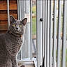 Oumi a rejoint le concours — aidez-le/la à gagner de superbes lots ! cat, gray_cat, pet, animal, feline, indoor, curious, yellow_eyes, fur, collar, railing, metal_bars, wooden_wall, window, balcony, sitting, looking, domestic_cat, close_up, portrait
