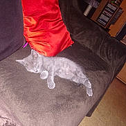 Oumi a rejoint le concours — aidez-le/la à gagner de superbes lots ! kitten, cat, sleeping, couch, pillow, red_pillow, brown_couch, indoor, floor, furniture, pet, resting, cozy, living_room, scratching_post, cd_rack, small_cat, domestic_cat, animal, feline