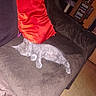 kitten, cat, sleeping, couch, pillow, red_pillow, brown_couch, indoor, floor, furniture, pet, resting, cozy, living_room, scratching_post, cd_rack, small_cat, domestic_cat, animal, feline