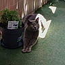Oumi a rejoint le concours — aidez-le/la à gagner de superbes lots ! cat, gray_cat, black_and_white_cat, potted_plant, catnip, balcony, green_carpet, sunlight, shadow, plant_pot, pet, animal, relaxing, indoor, feline, fur, stretching, resting, nature, leaf