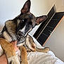 Léon a rejoint le concours — aidez-le/la à gagner de superbes lots ! dog, german_shepherd, heterochromia, blue_eye, brown_eye, paw, bed, white_bedspread, person, arm, tattoo, indoors, door, black_door, relaxed, pet, animal, fur, ears, cute