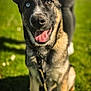 Léon participe au concours pour gagner de l'argent avec cette photo : dog, puppy, german_shepherd, heterochromia, blue_eye, brown_eye, tongue_out, ears, grass, outdoor, sunny, person, leash, happy, pet, animal, canine, nature, blurred_background, smiling