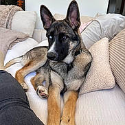 Léon a rejoint le concours — aidez-le/la à gagner de superbes lots ! dog, puppy, german_shepherd, couch, pillows, indoor, relaxed, pet, furniture, canine, animal, fur, ears, paw, alert, brown, blue_eye, collar, resting, cozy