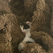 Nala joined the competition — help win amazing prizes! kitten, cat, blanket, brown, fur, cozy, sleeping, soft, texture, closeup, indoor, pet, animal, comfort, warm, snuggling, cute, small, furry, resting