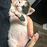 adorable, animal, baby_animal, belly, calico, cat, closeup, cute, fur, hand, holding, indoor, kitten, paw, person, pet, pink_paw, relaxing, sleepy, small