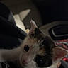 animal, car_interior, cat, closeup, comfort, cuddly, cute, dark, ears, eyes, face, feline, fur, indoor, kitten, mammal, pet, small, whiskers, young