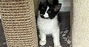 Raven joined the competition — help win amazing prizes! animal, black_and_white, carpet, cat, cat_tree, curious, ears, eyes, face, feline, home, indoor, kitten, pet, playful, portrait, scratching_post, sitting, tuxedo_cat, whiskers