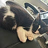 Raven is registered to the contest to win money with this photo: animal, black_and_white, car, car_interior, cat, close_up, dashboard, feline, fluffy, fur, lounging, paws, pet, portrait, relaxed, seat, sleeping, sunlight, tuxedo_cat, whiskers