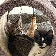 Raven is registered to the contest to win money with this photo: alert, animal, black_and_white, cat_bed, cats, cozy, feline, fur, home, indoors, kitten, lying_down, pet, plush_bed, relaxed, sitting, snuggling, tabby_cat, tuxedo_cat, whiskers