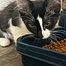 Raven is registered to the contest to win money with this photo: animal, black_and_white, cat, cat_food, close_up, domestic_animal, eating, feline, food_bowl, fur, green_eyes, indoor, kibble, kitten, pet, pointed_ears, portrait, tuxedo_cat, whiskers, wooden_floor