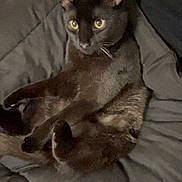 Jinx joined the competition — help win amazing prizes! cat, black_cat, pet, animal, feline, relaxed, yellow_eyes, fur, quilted_blanket, indoor, resting, human_arm, comfortable, cute, mammal, whiskers, ears, paw, domestic_animal, companion