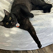 Jinx joined the competition — help win amazing prizes! animal, black_cat, cat, closeup, collar, couch, curious, domestic, feline, floor, fur, furniture, indoor, paw, pet, relaxed, stretching, tag, whiskers, yellow_eyes