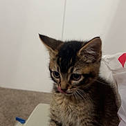 Bean is registered to the contest to win money with this photo: animal, carpet, cat, closeup, curious, cute, door, ears, feline, fur, household, indoor, kitten, pet, sitting, small, tabby, tongue, whiskers, young