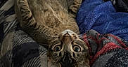 Bean joined the competition — help win amazing prizes! animal, bed, belly_up, blanket, brown, cat, cozy, ears, feline, green_eyes, indoors, lying_down, pet, portrait, relaxed, striped, tabby, textile, upside_down, whiskers