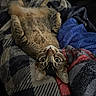 animal, bed, belly_up, blanket, brown, cat, cozy, ears, feline, green_eyes, indoors, lying_down, pet, portrait, relaxed, striped, tabby, textile, upside_down, whiskers