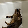 animal, bathroom, bathtub, cat, ears, funny, home, indoor, lying_down, paws, pet, portrait, relaxed, sitting, soap_dish, striped_fur, tabby_cat, tail, tile, whiskers