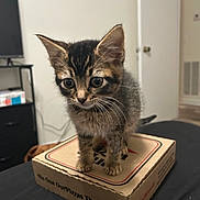 Bean is registered to the contest to win money with this photo: kitten, tabby_cat, pizza_box, indoor, curious, small_animal, pet, feline, young_cat, cardboard_box, brown, black, fur, whiskers, ears, eyes, table, furniture, home, domestic