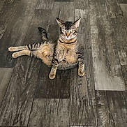 Bean joined the competition — help win amazing prizes! animal, brown_fur, cat, ears, feline, funny_pose, green_eyes, indoor, kitten, lying_down, paws, pet, portrait, relaxed, sitting, striped_fur, tabby, tail, whiskers, wooden_floor