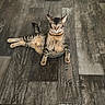 animal, brown_fur, cat, ears, feline, funny_pose, green_eyes, indoor, kitten, lying_down, paws, pet, portrait, relaxed, sitting, striped_fur, tabby, tail, whiskers, wooden_floor