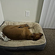 Cowboy joined the competition — help win amazing prizes! animal, bed, blanket, brown, carpet, collar, corner, cozy, dog, furniture, home, indoor, pet, plush, quiet, relaxed, resting, sleeping, wall, window_blinds