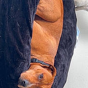 Cowboy joined the competition — help win amazing prizes! animal, black_bed, brown_dog, canine, collar, comfort, companion, cozy, cute, dog, domestic_animal, fur, indoor, looking_up, pet_bed, plush, power_outlet, relaxed, resting, wall