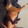 Cowboy joined the competition — help win amazing prizes! bedroom, blanket, brown_dog, canine, collar, cozy, dog, domestic_animal, funny_pose, fur, home, indoor, knitted_blanket, lying_down, paw, pet, relaxed, resting, sleeping_position, television