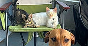 Cowboy is registered to the contest to win money with this photo: animal, brown_dog, cat, chair, collar, dog, floor, metal_frame_chair, outdoor, pet, pet_tag, plants, plastic_floor, porch, relaxed, resting, stroller, tabby_cat, white_cat, window
