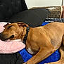 dog, sleeping, bed, pillow, brown_dog, collar, blanket, cozy, resting, indoors, fur, pet, comfort, relaxation, canine, side_view, domestic_animal, quiet, peaceful, home