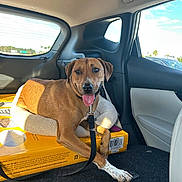 Cowboy joined the competition — help win amazing prizes! dog, brown_dog, pet, car_interior, dog_bed, yellow_box, leash, tongue_out, sunlight, happy, resting, paw, window, seat, car_door, shadow, vehicle, domestic_animal, canine, relaxed