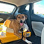 dog, brown_dog, pet, car_interior, dog_bed, yellow_box, leash, tongue_out, sunlight, happy, resting, paw, window, seat, car_door, shadow, vehicle, domestic_animal, canine, relaxed