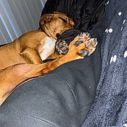 Cowboy is registered to the contest to win money with this photo: bedding, bedroom, blanket, blanket_pattern, brown_dog, close_up, comforter, couch, cozy, dog, eyes_closed, indoor, muzzle, paw_pads, paws, pet, relaxed, resting, sleeping, vertical_orientation