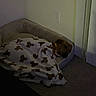 Cowboy is registered to the contest to win money with this photo: animal, bed, blanket, brown_dog, carpet, comfort, cozy, dog, domestic, home, indoor, peaceful, pet, quiet, relaxing, resting, sleeping, snuggled, vertical_blinds, wall