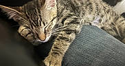 Taz is registered to the contest to win money with this photo: cat, tabby, sleeping, sleepy, pet, animal, fur, whiskers, paws, ears, closed_eyes, relaxed, cozy, nap, indoor, couch, denim, lap, closeup, portrait