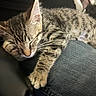animal, cat, closed_eyes, closeup, couch, cozy, denim, ears, fur, indoor, lap, nap, paws, pet, portrait, relaxed, sleeping, sleepy, tabby, whiskers