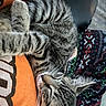 Taz joined the competition — help win amazing prizes! cat, tabby_cat, sleeping, relaxed, indoor, pet, fur, whiskers, paws, closed_eyes, striped, gray, orange_shirt, patterned_clothing, cozy, nap, portrait, closeup, cute, animal