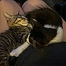 Taz joined the competition — help win amazing prizes! cat, cats, tabby_cat, tuxedo_cat, sleeping, cuddling, relaxed, cute, furry, whiskers, ears, striped_fur, black_and_white, pet, lap, person, indoors, cozy, companionship, photography