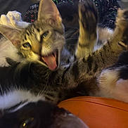 Taz joined the competition — help win amazing prizes! cats, kittens, feline, tabby, calico, black_cat, white_cat, animal, pet, fur, whiskers, ears, eyes, tongue, cuddling, pile, playful, indoor, sofa, portrait