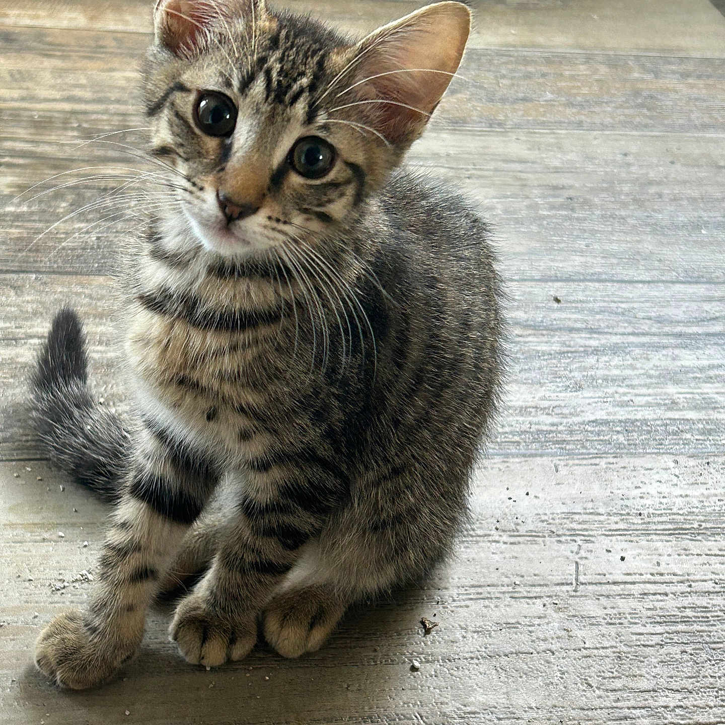 Taz is registered to the contest to win money with this photo: cat, kitten, tabby, animal, pet, feline, sitting, curious, wide_eyes, head_tilt, whiskers, ears, striped_fur, short_hair, tail, paws, wooden_floor, indoors, portrait, cute