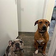 Maui is registered to the contest to win money with this photo: dog, french_bulldog, brown_dog, indoor, hallway, wood_floor, white_wall, pet, animal, canine, sitting, collar, door, crate, flooring, domestic, companion, curious, calm, two_dogs