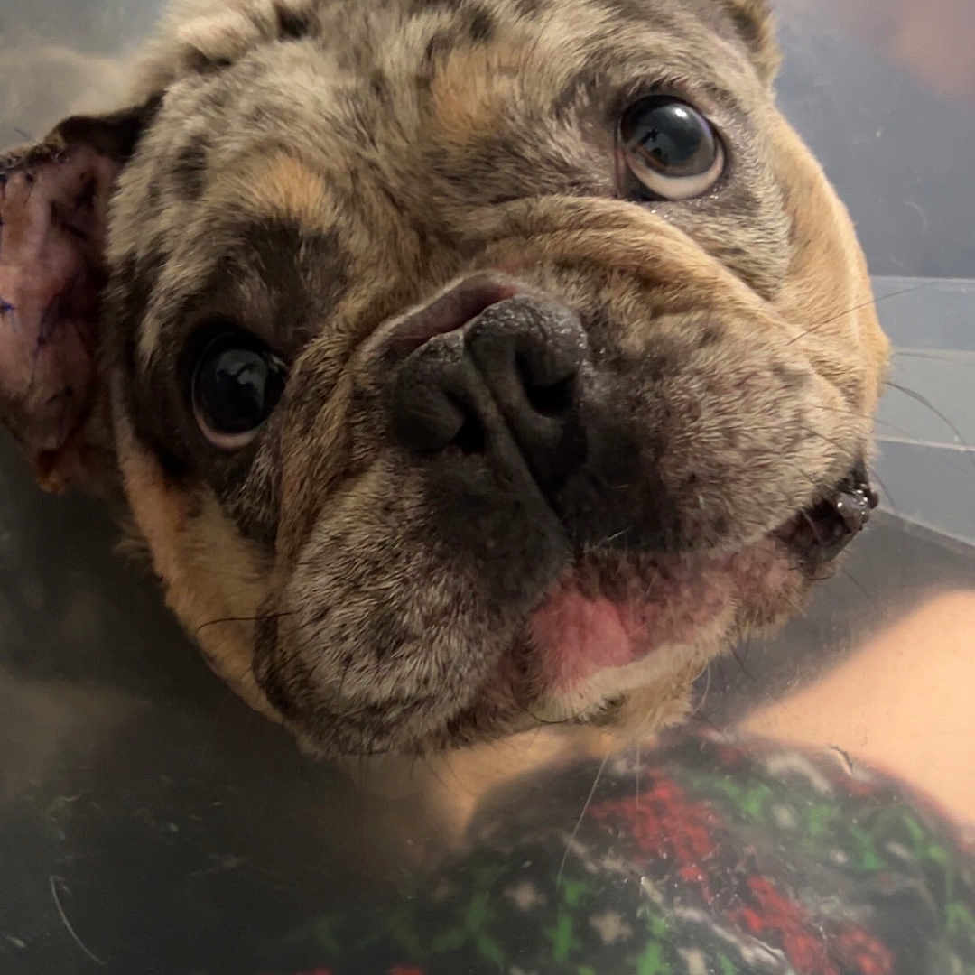Maui is registered to the contest to win money with this photo: animal, brindle, close_up, companion, cone, cute, dog, domestic_animal, ears, eyes, face, french_bulldog, furry, indoor, looking_up, nose, pet, pet_care, portrait, protective_cone