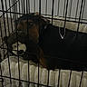 Olive joined the competition — help win amazing prizes! animal, black_and_brown_dog, cage, cozy, crate, cuddling, dog, floor, furry_toy, home, indoor, monkey_toy, pet, pet_bed, plush_toy, quiet, relaxing, resting, sleepy, soft_bed