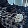 Olive is registered to the contest to win money with this photo: dog, cat, bed, blanket, indoor, pet, furniture, black_and_tan, white, curtains, vertical_blinds, resting, cozy, sleeping, animal, companion, domestic, relaxing, checkered_pattern, soft_light