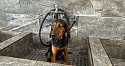 Olive is registered to the contest to win money with this photo: animal, bath, black_and_tan, collar, curious, dog, ears, fixture, floor, fur, indoor, leash, pet, quiet, sitting, snout, stone, tile, wall, water_faucet