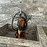 Olive is registered to the contest to win money with this photo: dog, bath, tile, stone, black_and_tan, pet, indoor, animal, sitting, leash, collar, fur, ears, snout, floor, wall, water_faucet, fixture, curious, quiet