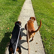 Olive is registered to the contest to win money with this photo: dog, dogs, leash, sidewalk, grass, outdoor, walk, pet, canine, sunlight, shadow, brown_dog, black_dog, tail, collar, nature, daytime, path, companions, walking