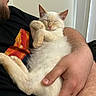 cat, sleeping, person, beard, arm, hand, black_shirt, graphic, indoor, cozy, cute, pet, feline, nap, fur, relaxation, closeup, human, comfort, rest