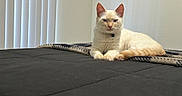 Kimchi joined the competition — help win amazing prizes! animal, bed, blanket, cat, cozy, cream_colored, domestic, ears, feline, fur, home, indoor, mammal, pet, quiet, relaxed, resting, tail, whiskers, window_blinds